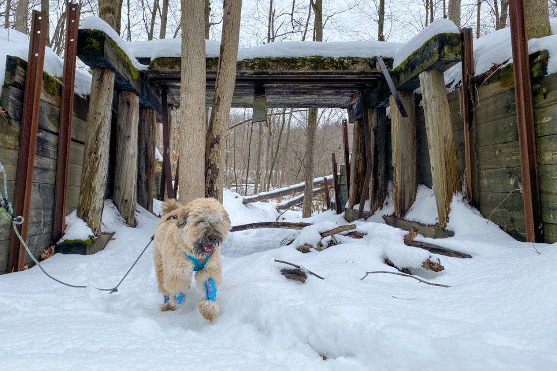 Our puppy, Vona, out on a training hike with me and my mom